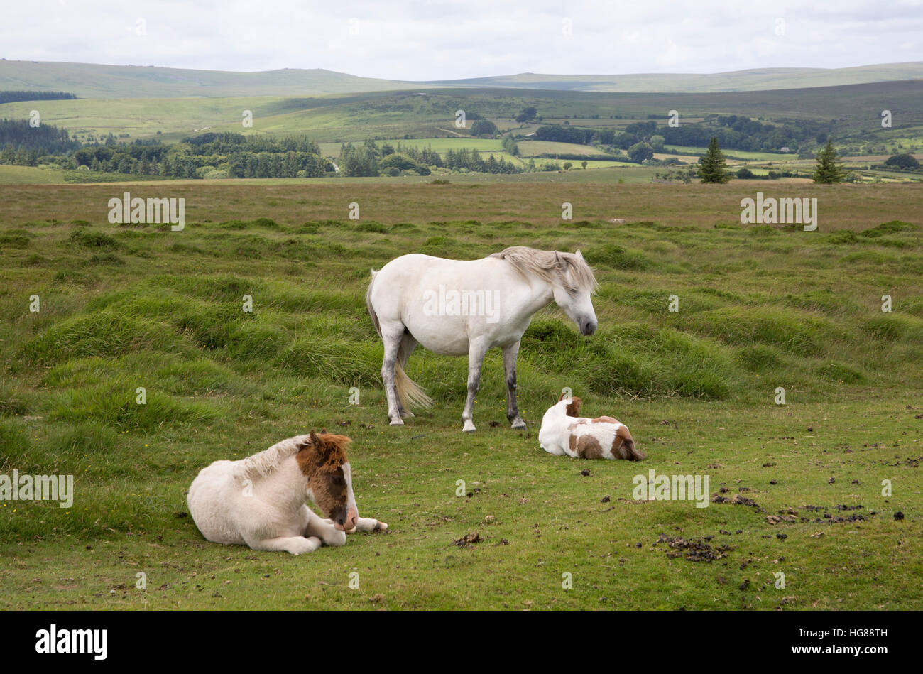 Dartmoor pony, singolo adulto di sesso femminile e due puledri in appoggio sulla brughiera, Parco Nazionale di Dartmoor, Devon, Regno Unito Foto Stock