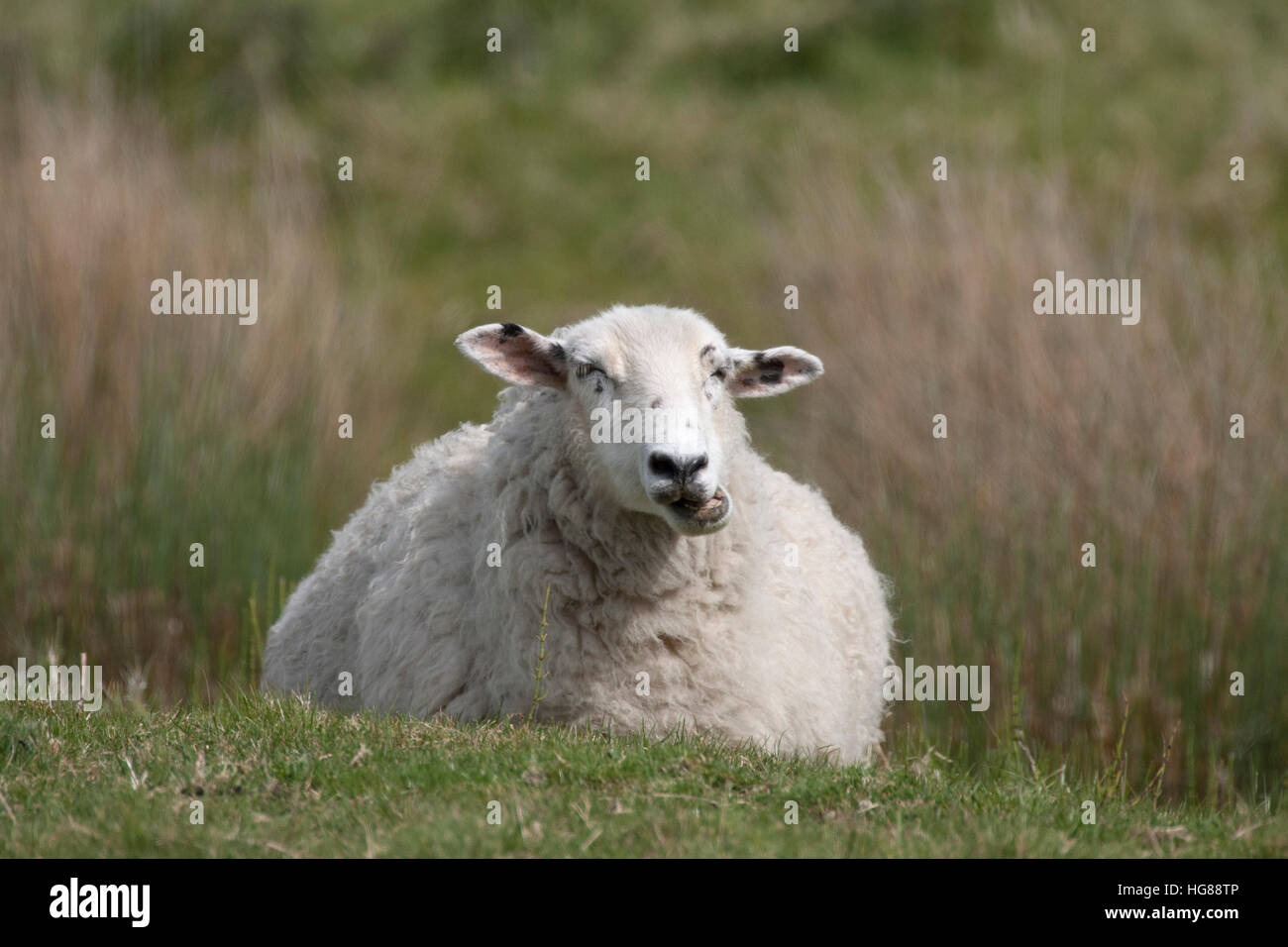 Solo ovini adulti masticare le CUD, Dungeness, East Sussex, Regno Unito. Foto Stock