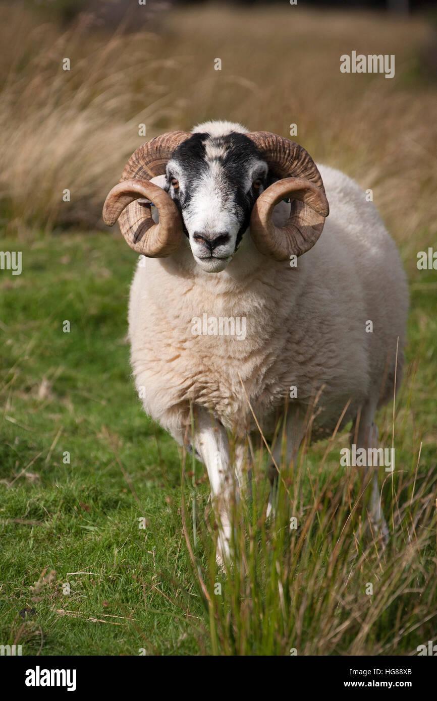 Nero-di fronte pecore ram, ritratto del singolo adulto maschio in piedi in campo, Findhorn Valley, Highlands, Scotland, Regno Unito. Foto Stock