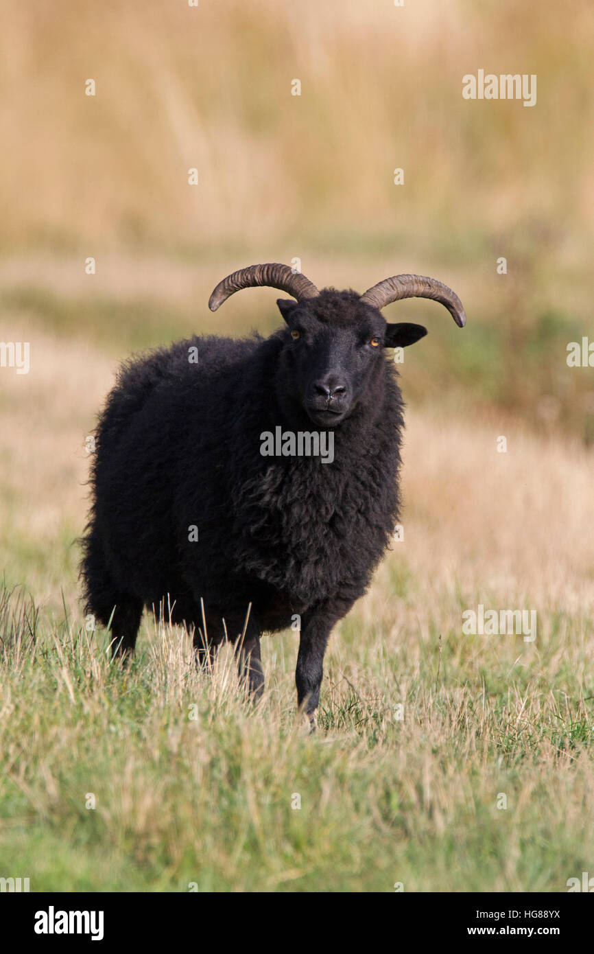 Pecore Soay, ritratto del singolo adulto, Rutland, UK. Foto Stock