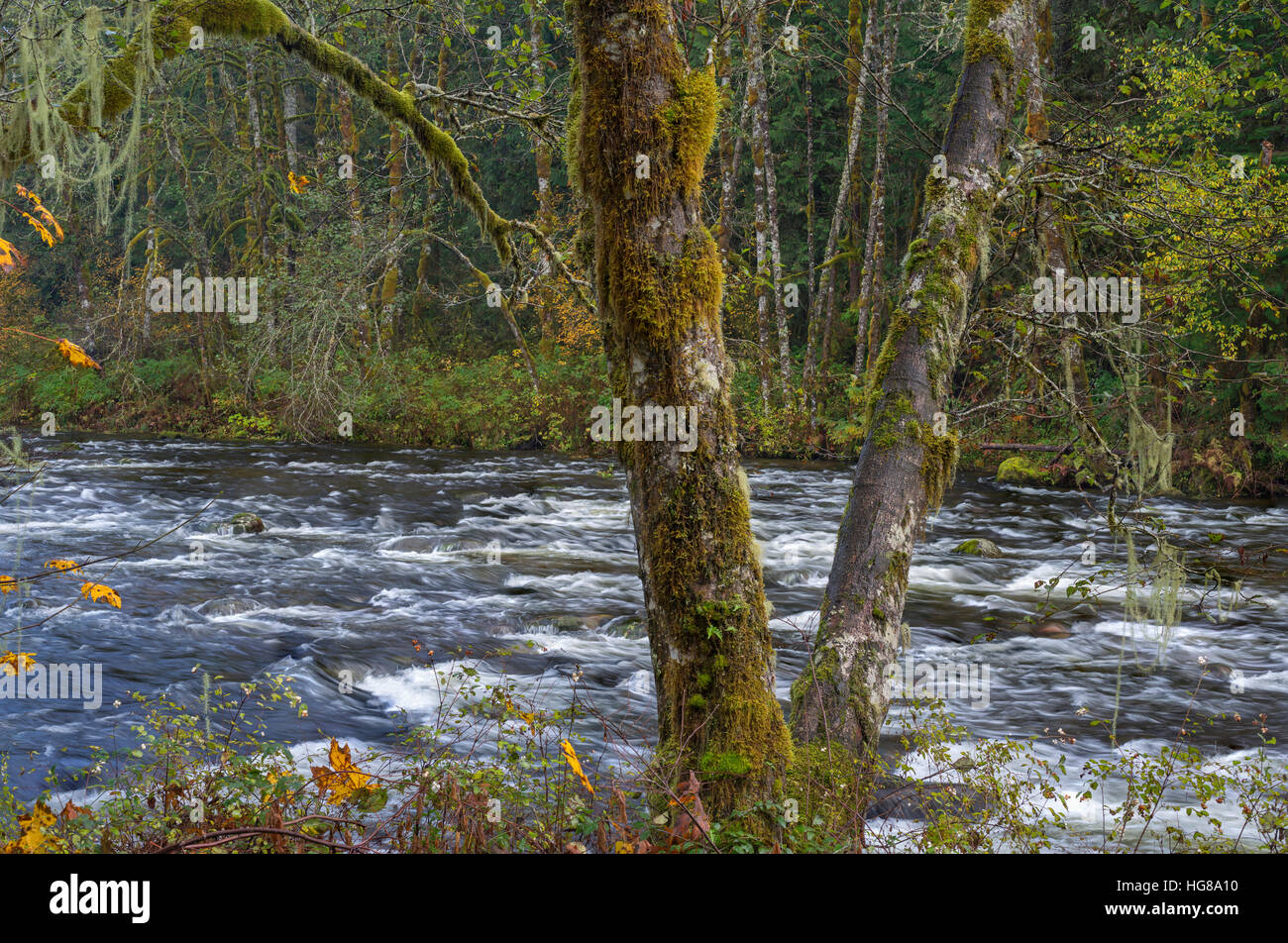 Stati Uniti d'America, Oregon, la cascata di gamma, Wildwood Recreation Site, red alder sovrasta il fiume di salmoni, designato una selvaggia e Scenic River. Foto Stock