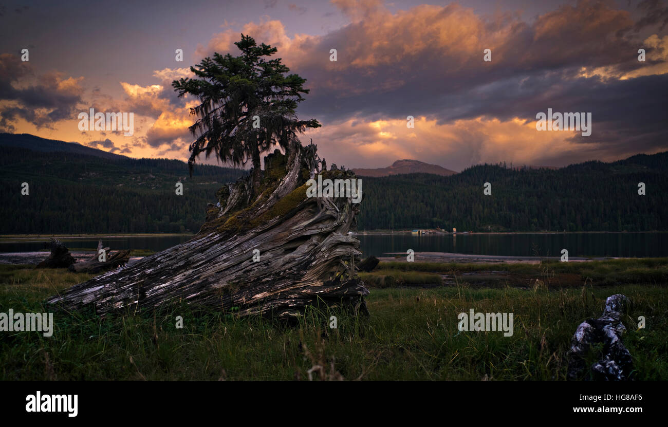 Caduto albero tronco in campo al lakeshore contro il cielo nuvoloso Foto Stock