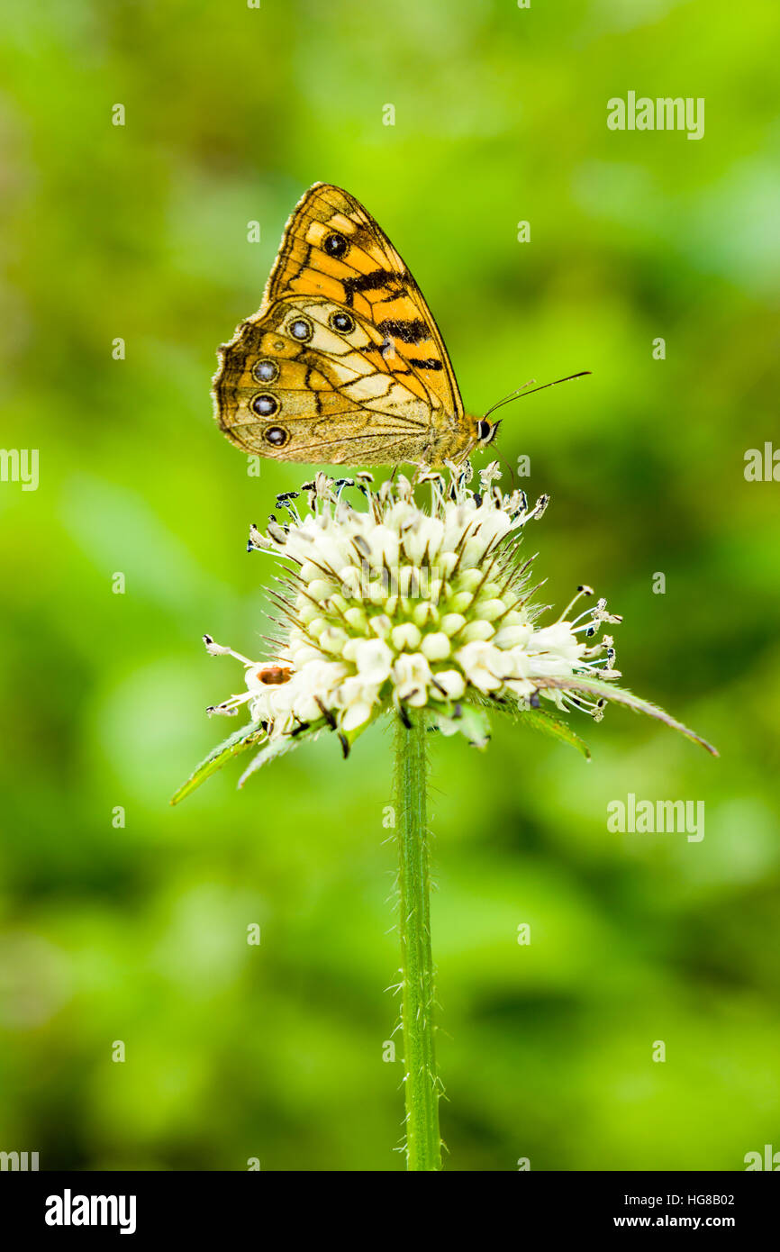 Un giallo butterfly si posa su un fiore bianco, inferiore Pisang, Manang District, Nepal Foto Stock