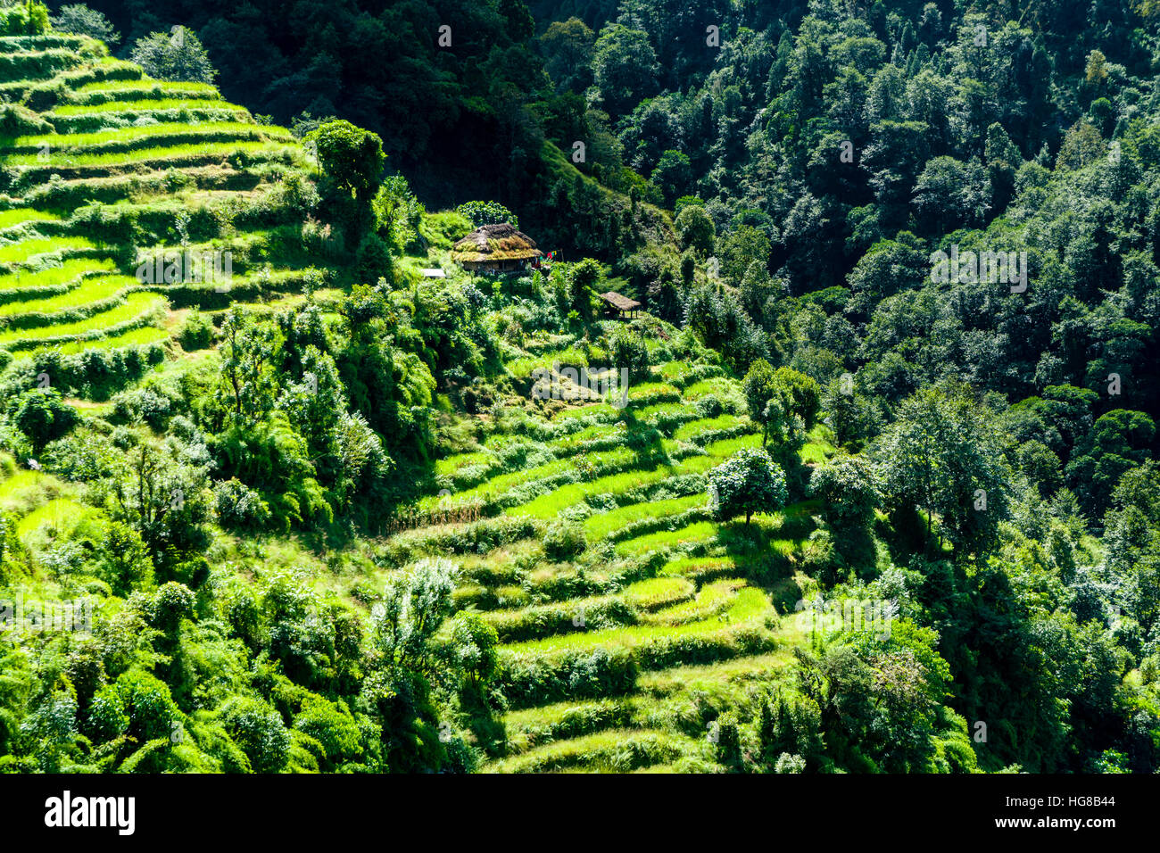 Il paesaggio agricolo, verdi risaie a terrazze e campi di orzo, Agriturismo in Alto Modi Khola valley, Landruk, Kaski District Foto Stock