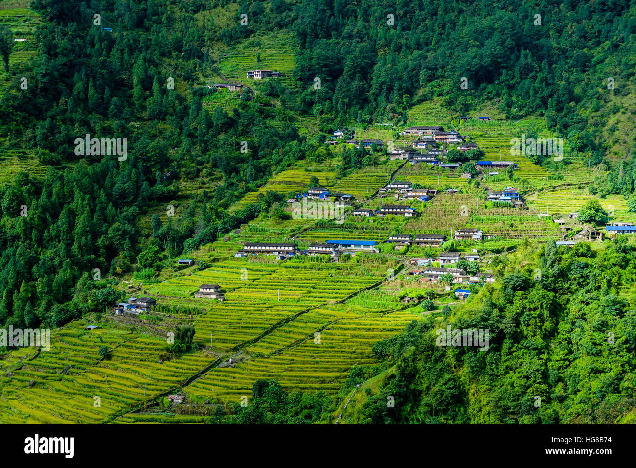 Case di villaggio in un paesaggio collinare con terrazza verde campi, Chomrong, Kaski District, Nepal Foto Stock