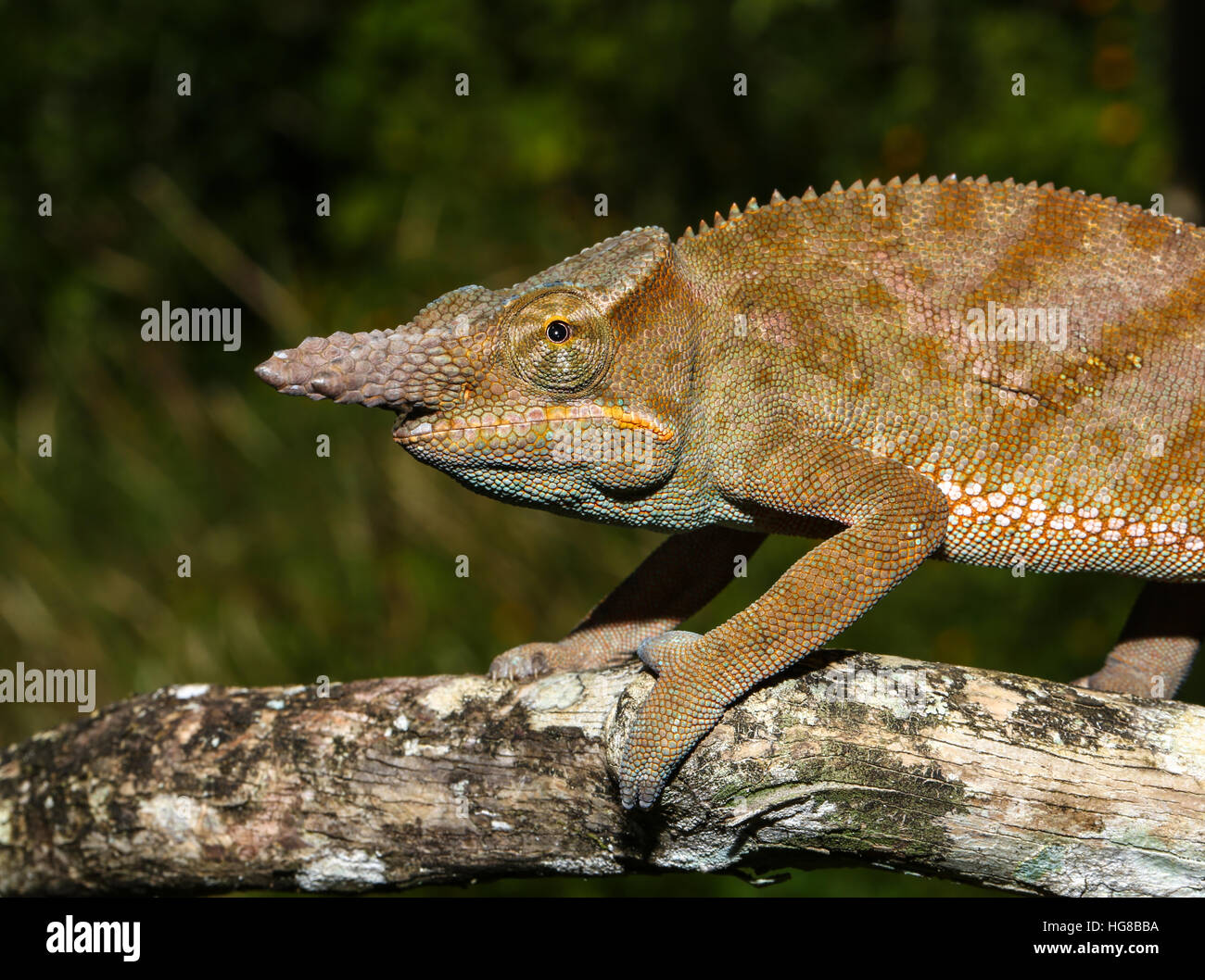 Madagascar due-cornuto camaleonte (Furcifer bifidus), maschio, Andasibe National Park, Alaotra-Mangoro, Madagascar Foto Stock