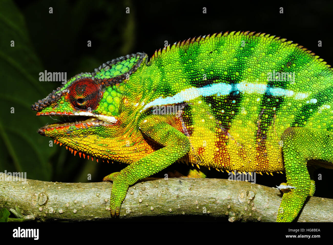 Maschio di panther chameleon (Furcifer pardalis), Ambohitra (Joffreville), Madagascar Foto Stock