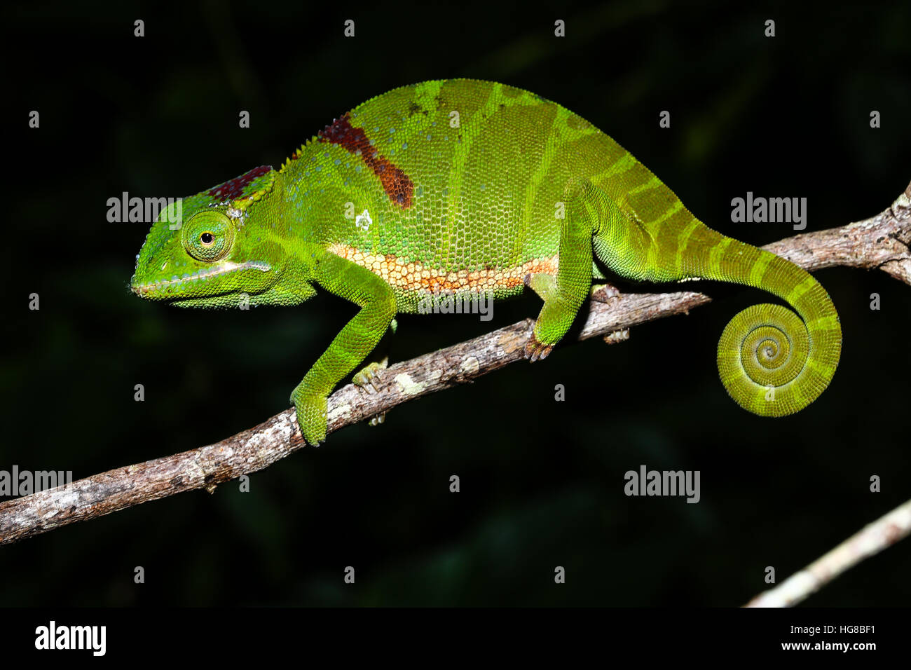 Petter è chameleon (Furcifer timoni), femmina, Ambra Mountain National Park, Diana, Madagascar Foto Stock