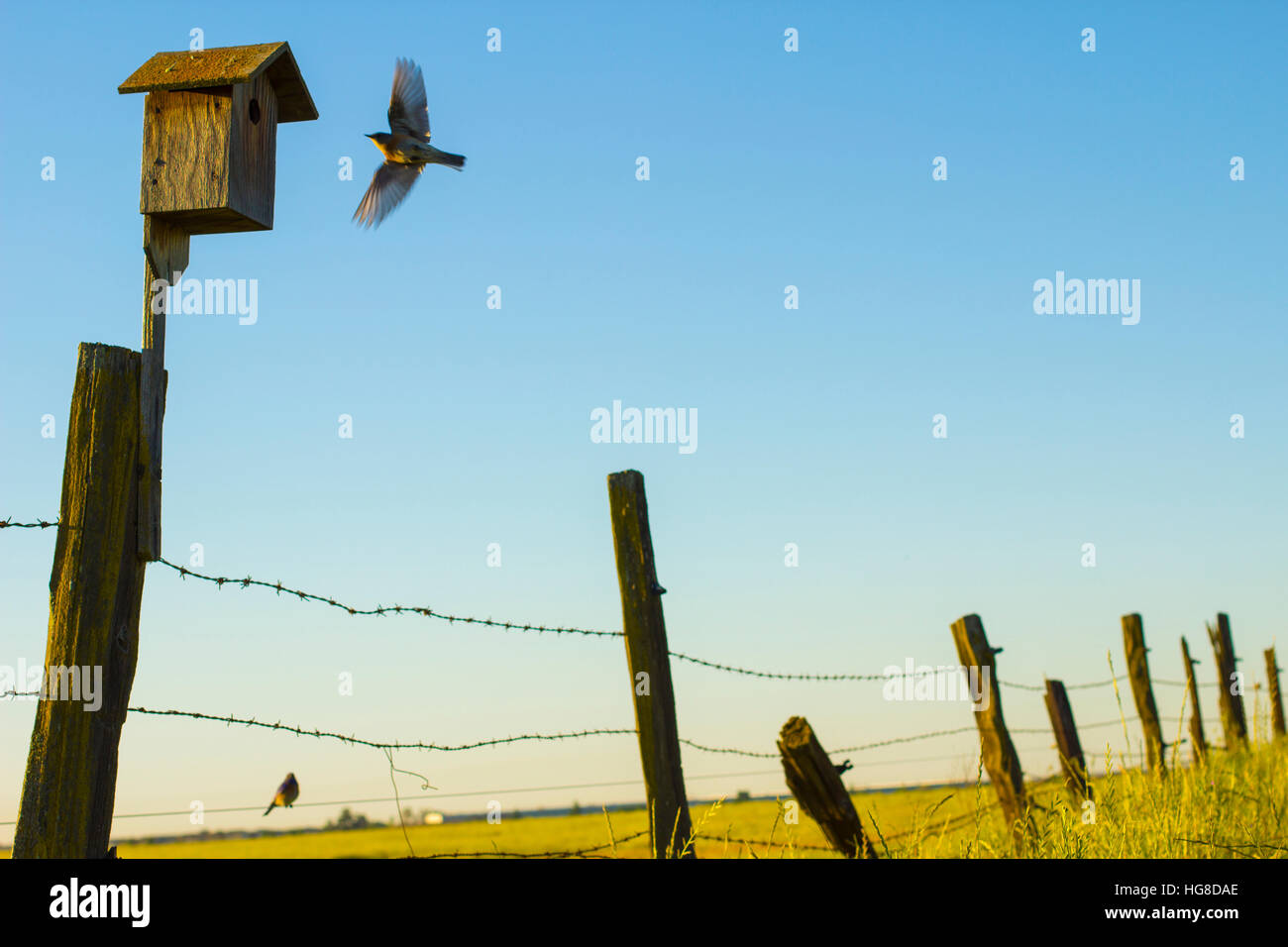 Basso angolo vista di robin battenti contro il cielo chiaro Foto Stock Basso angolo vista di robin battenti contro il cielo chiaro Foto Stock