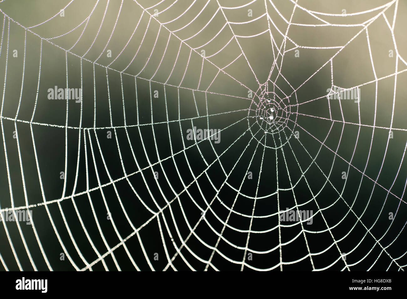Close-up di spider web Foto Stock