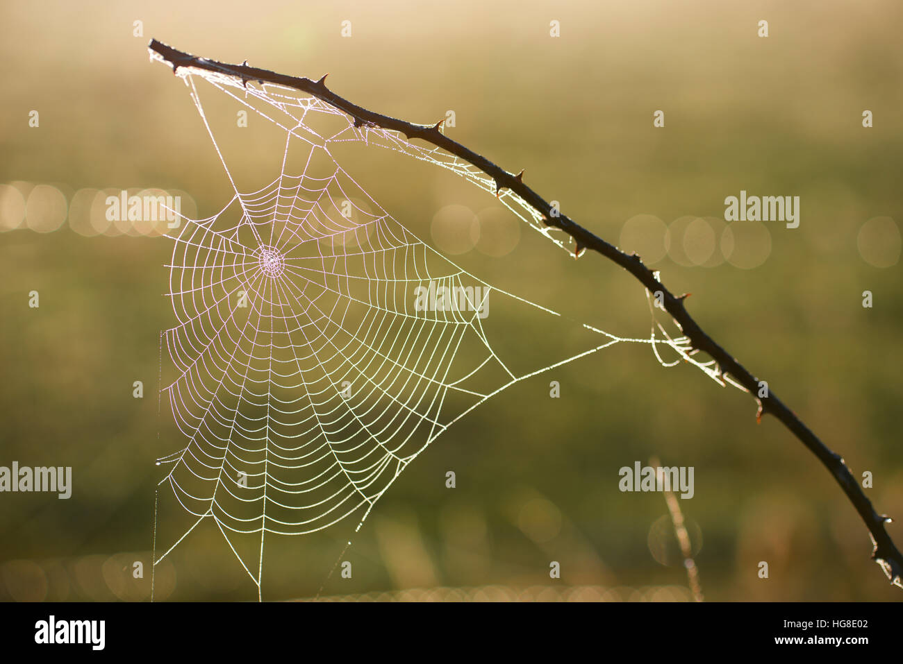 Elevato angolo di close-up di spider web Foto Stock