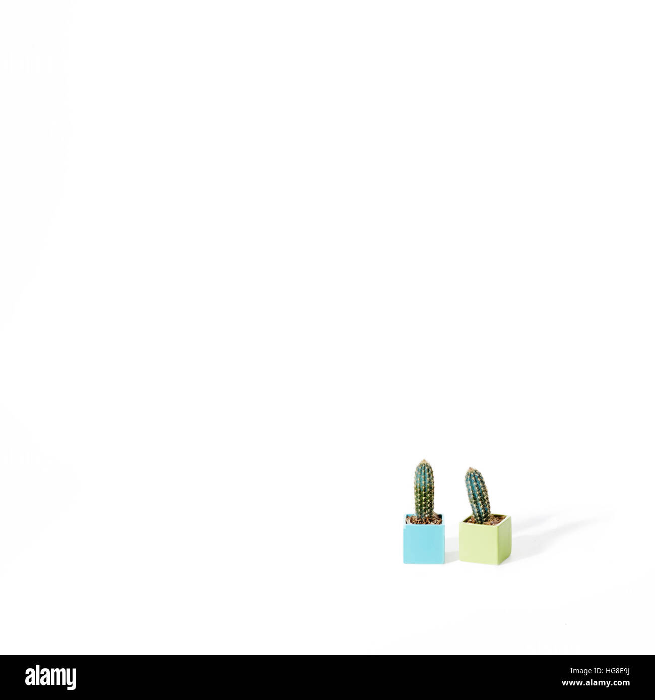I cactus su sfondo bianco Foto Stock