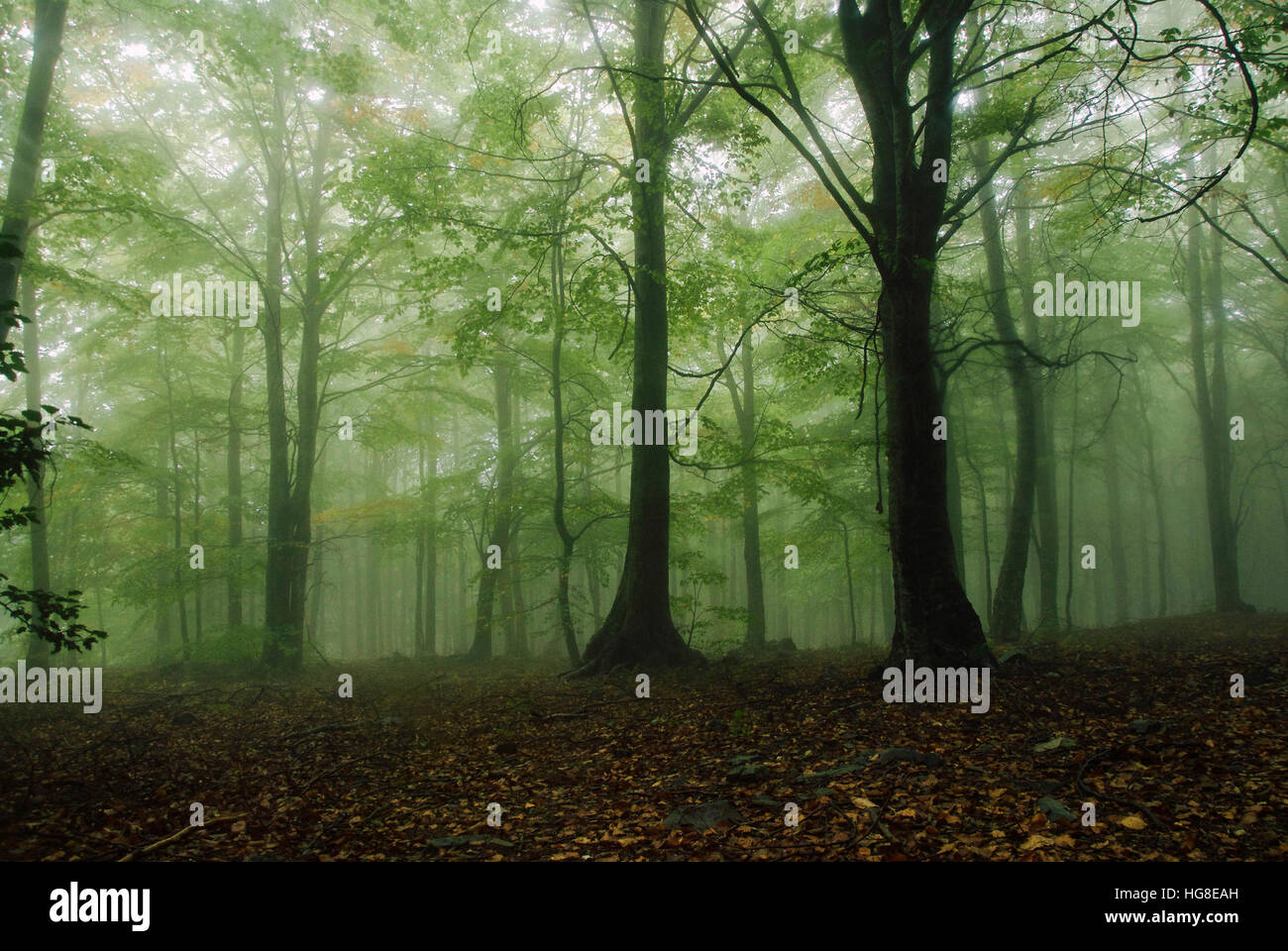 Campo di alberi in foresta Foto Stock