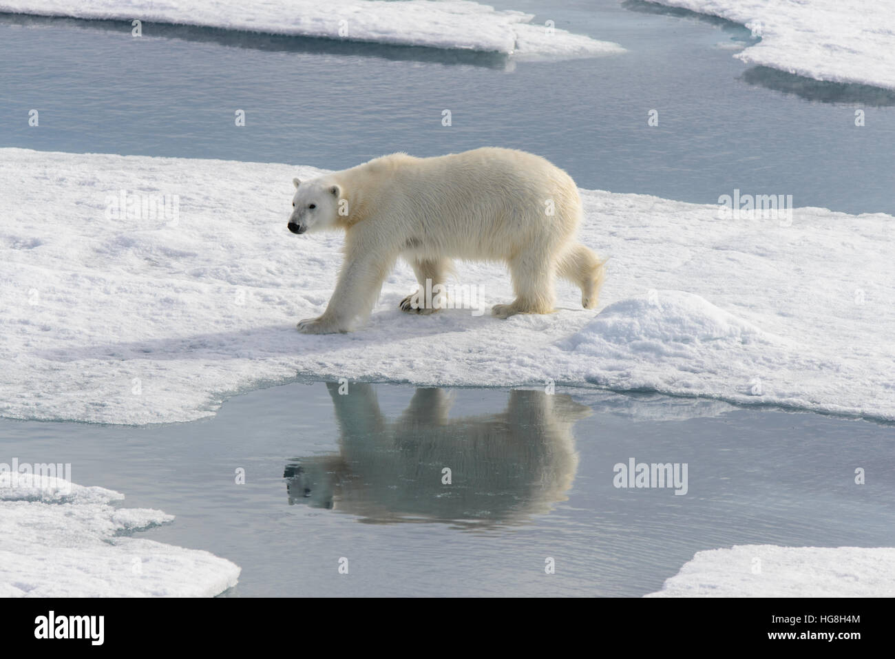 Orso polare (Ursus maritimus) sulla banchisa a nord di isola Spitsbergen,  Svalbard, Norvegia, Scandinavia, Europa Foto stock - Alamy