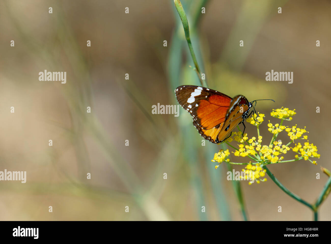 Red Admiral butterfly raccogliendo il nettare da selvatici fiori gialli. Foto Stock