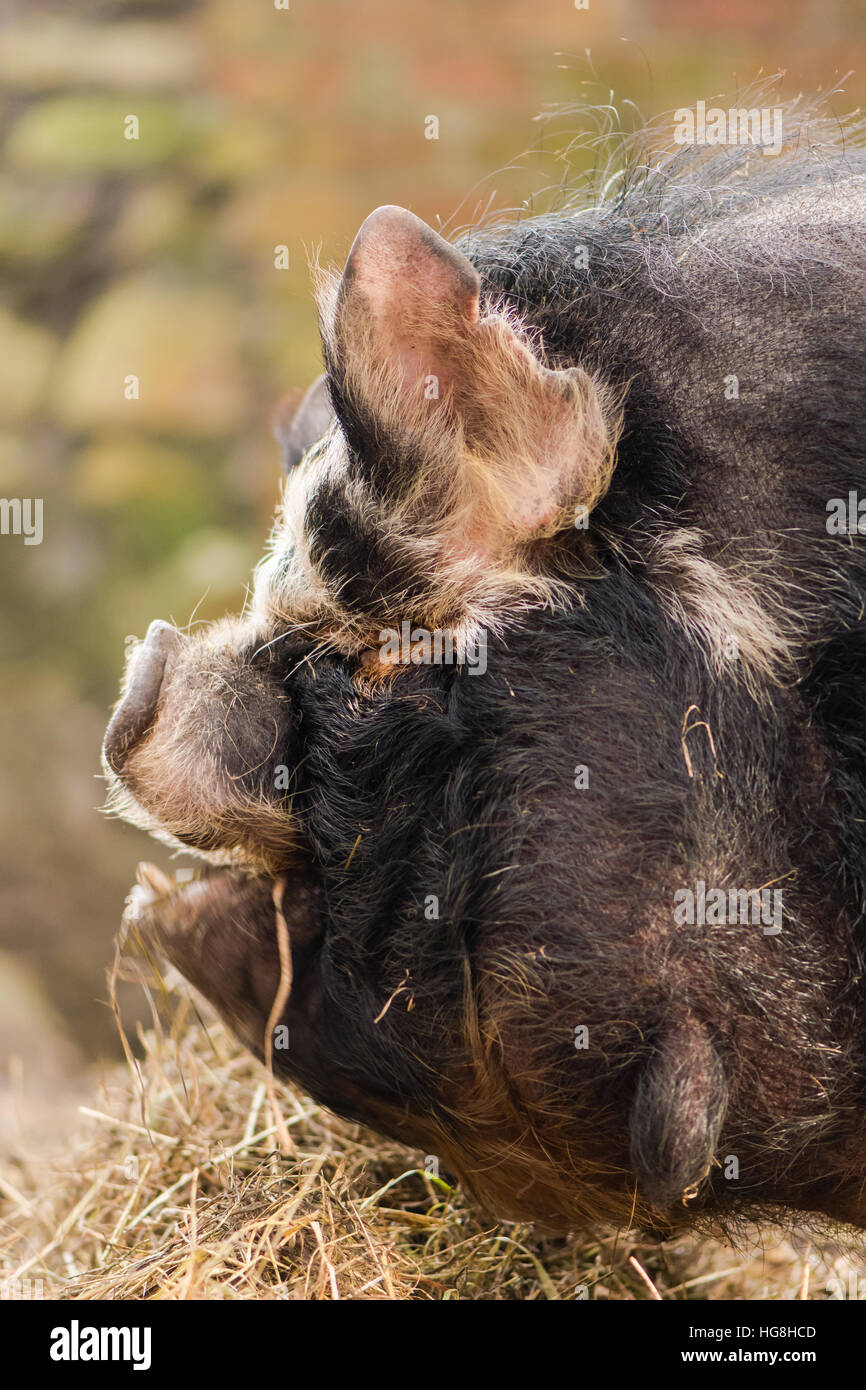 Testa di maiale kunekune con bargigli. Un insolito razza rara di maiale di piccole dimensioni che mostra il dettaglio della testa Foto Stock