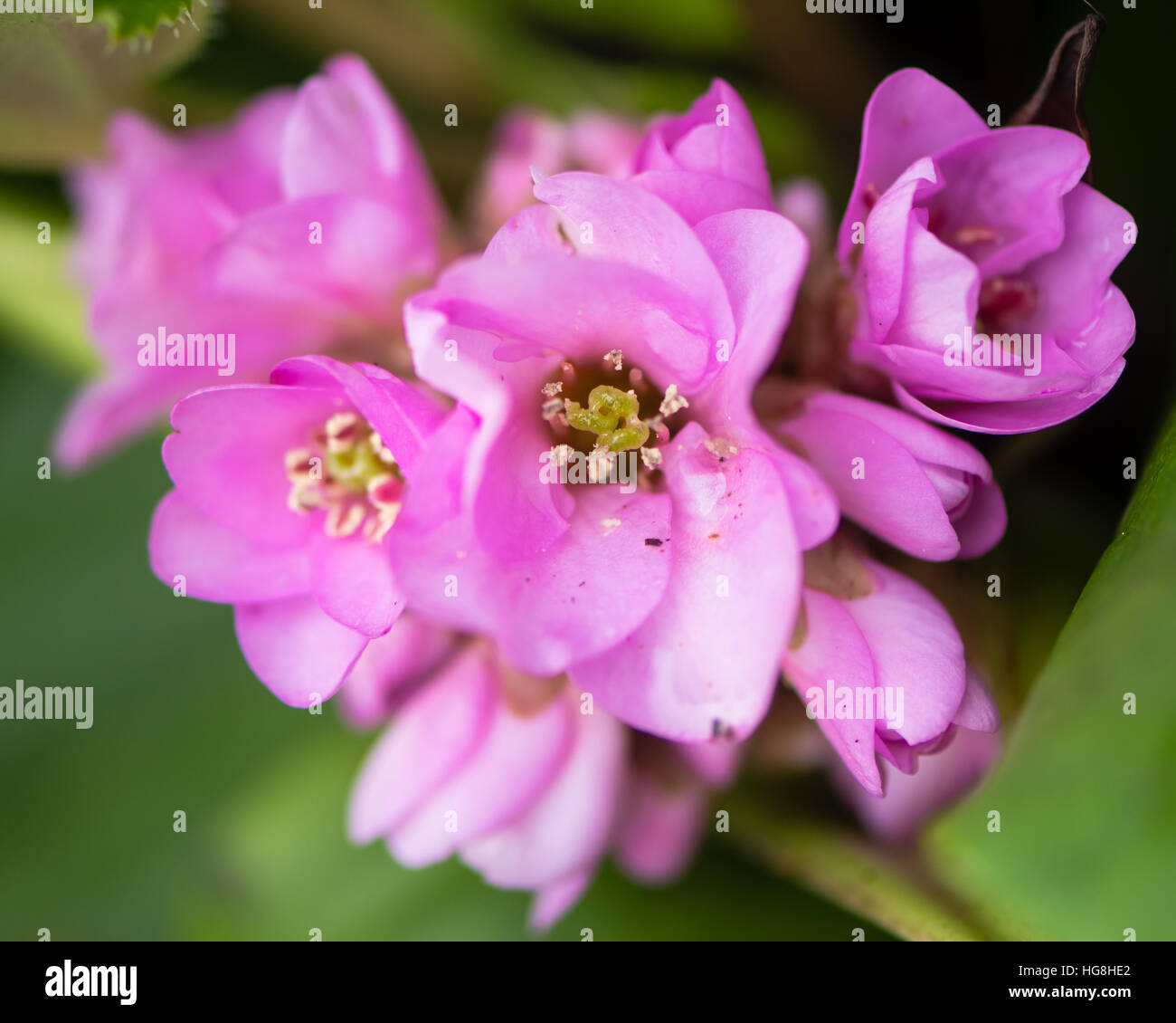 Elephant le orecchie fiori (Bergenia cordifolia). A campana fiori rosa di evergreen perenne nella famiglia Saxifragaceae Foto Stock