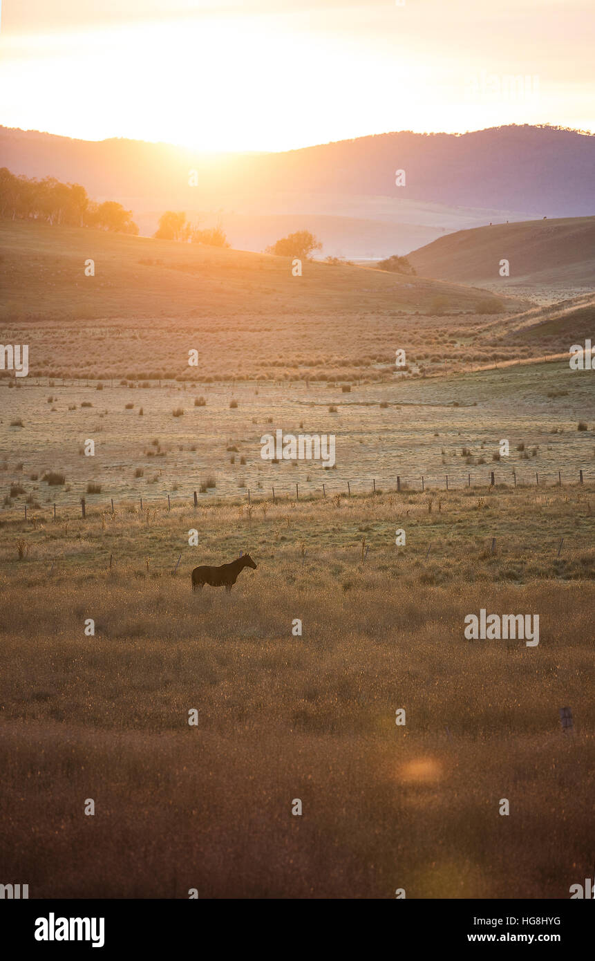 Un cavallo da solo in un campo con le colline e le montagne durante il tramonto alba con lens flare Foto Stock