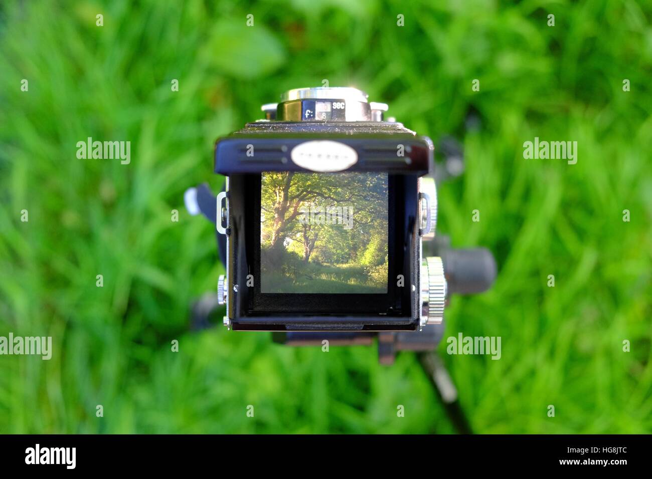 Guardando verso il basso attraverso un vintage doppia lente della fotocamera a livello di cintura mirino al alcuni boschi Foto Stock
