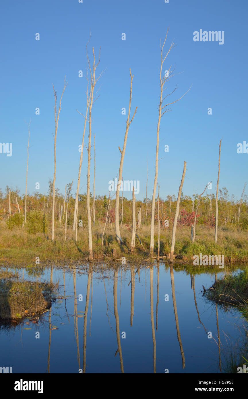 Immagine orizzontale con un sacco di cielo blu chiaro e morti acqua calma riflessioni. Una serie di morti tronchi d albero la linea del bordo della palude. Foto Stock