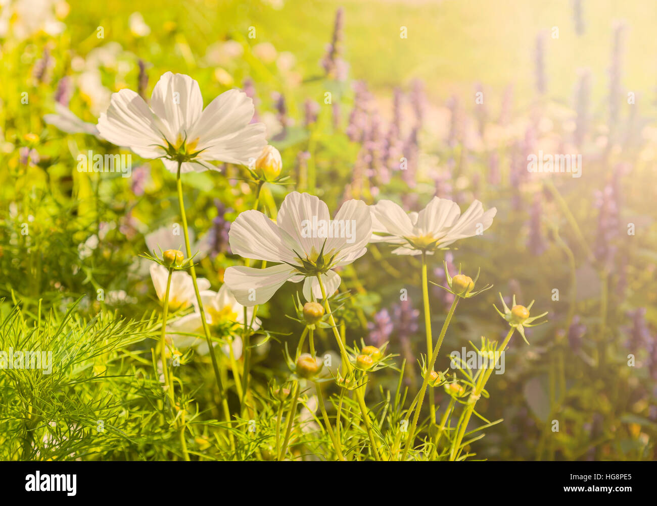 Immagine del dolce bianco fiori nel campo estivo. Foto Stock