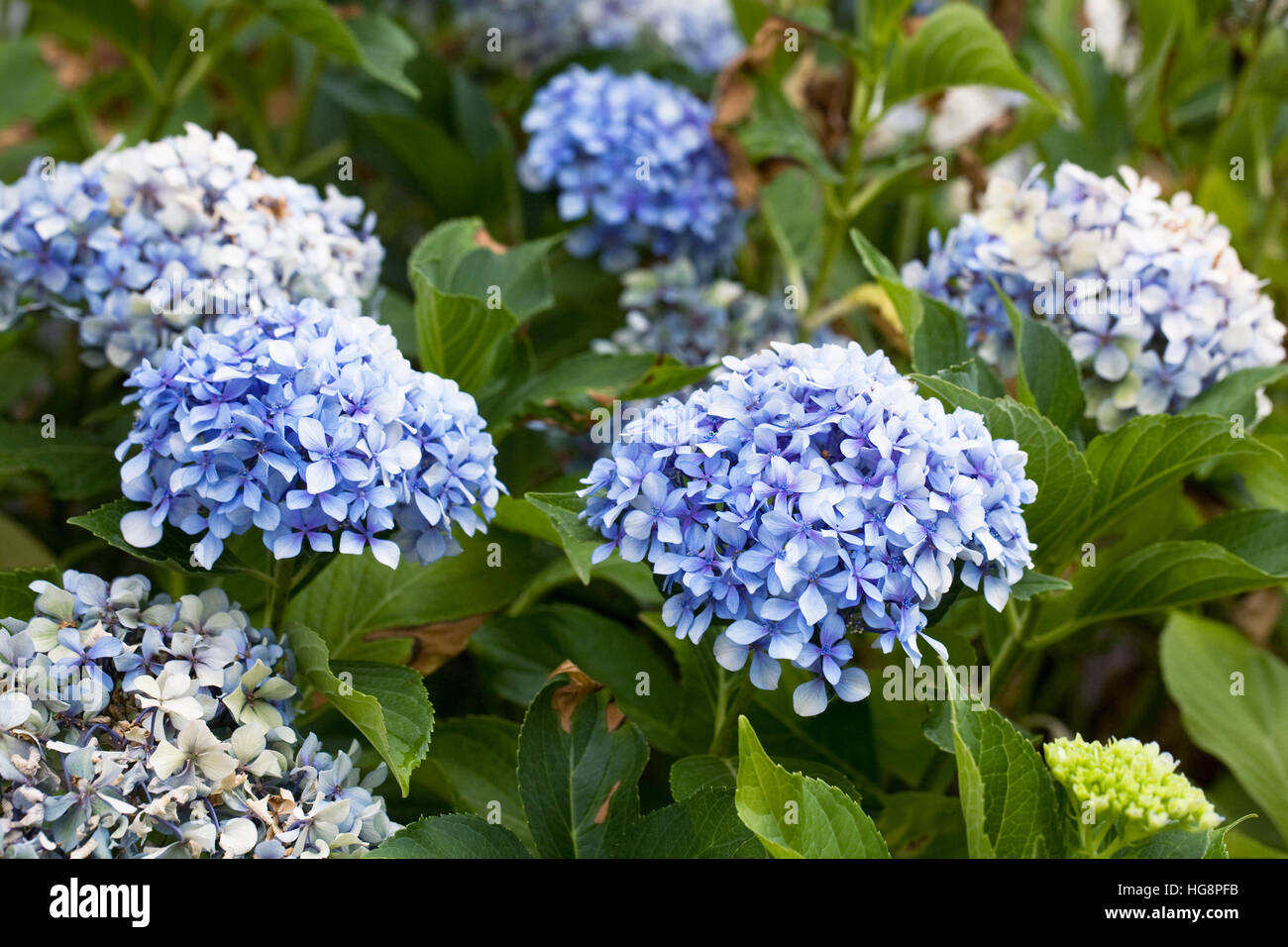 Hydrangea macrophylla. Blue hydrangea fiori. Foto Stock