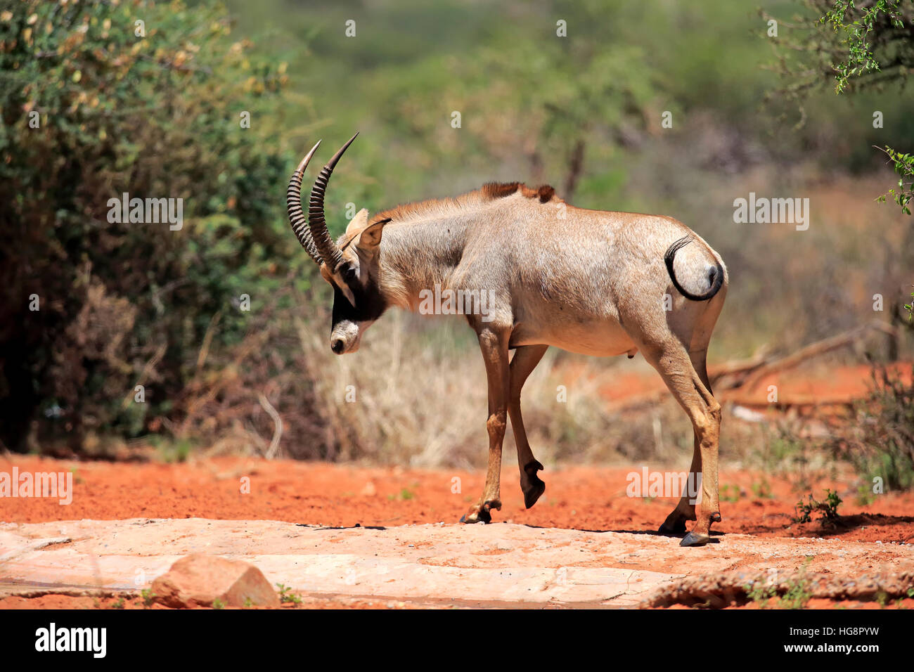 Stefano antilope, (Hippotragus equinus), Adulto, Tswalu Game Reserve, il Kalahari, Northern Cape, Sud Africa e Africa Foto Stock