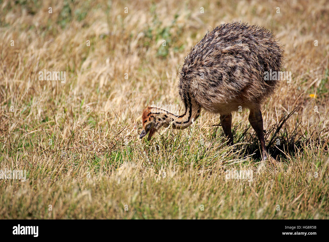 Struzzo Sudafricano, (Struthio camelus australis), giovani alla ricerca di cibo, Capo di Buona Speranza, Table Mountain Nationalpark, Western Cape, Sud Foto Stock