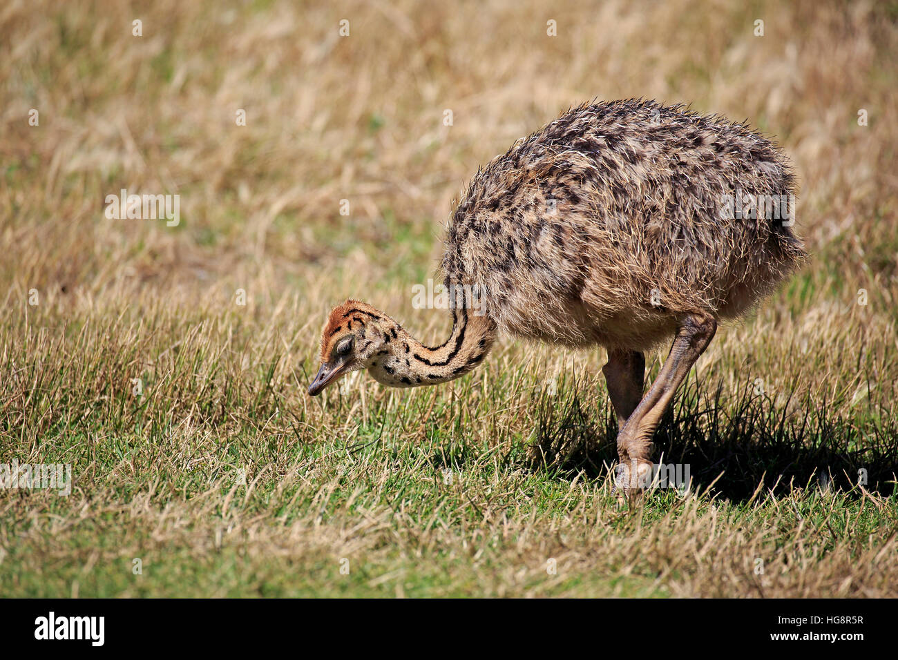 Struzzo Sudafricano, (Struthio camelus australis), giovani alla ricerca di cibo, Capo di Buona Speranza, Table Mountain Nationalpark, Western Cape, Sud Foto Stock