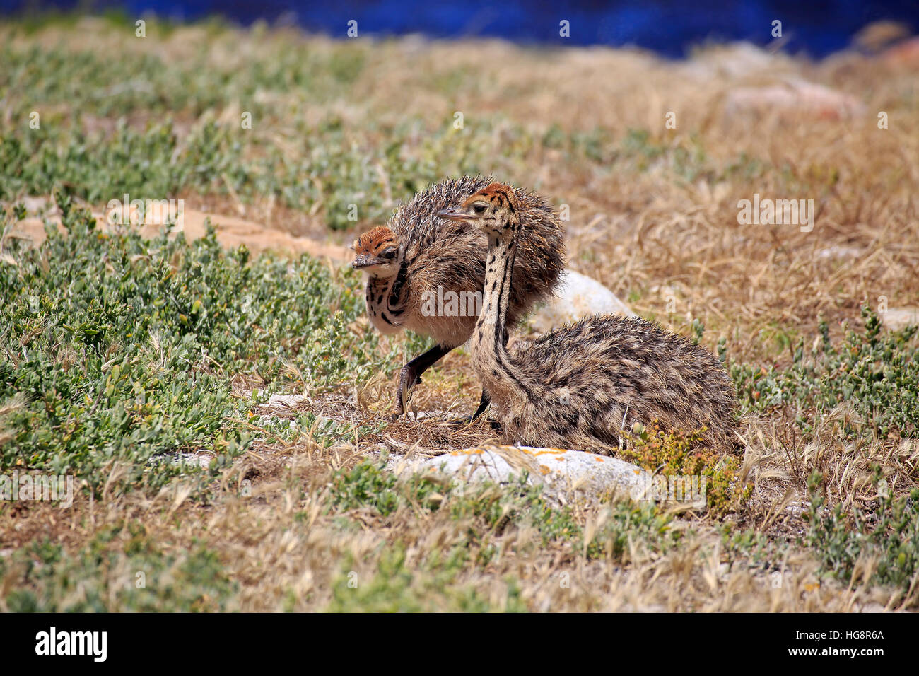 Struzzo Sudafricano, (Struthio camelus australis), due giovani alla ricerca di cibo, Capo di Buona Speranza, Table Mountain Nationalpark, Western Cape, Foto Stock