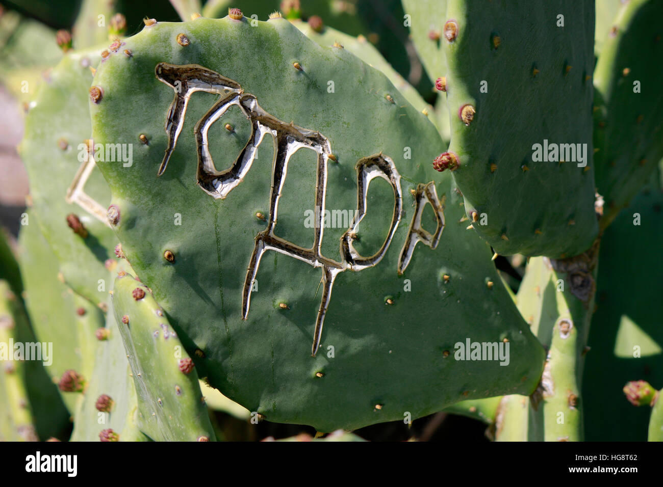 Kaktus, Athen, Griechenland. Foto Stock