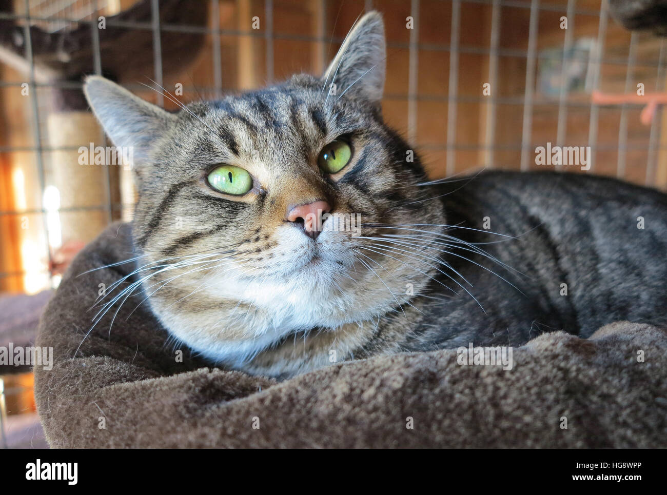 Grande maschio sgombro Tabby cat in penna nel santuario degli animali in attesa di adozione Foto Stock