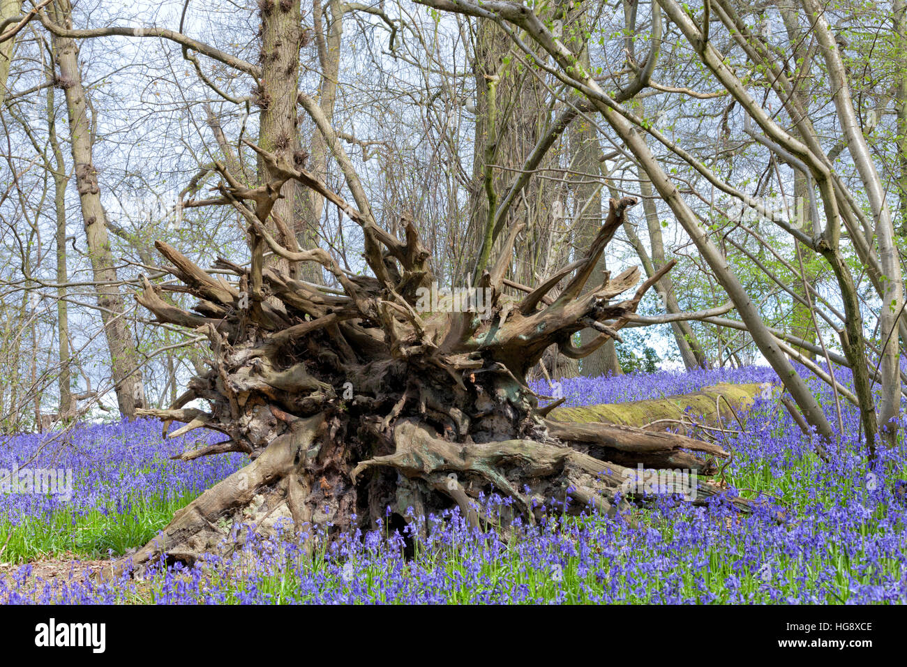 Albero caduto con esposti aggrovigliato radici su un tappeto di porpora bluebells, in un bosco a molla, Kent, Inghilterra Foto Stock