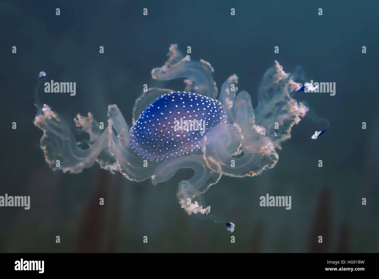 Australian spotted meduse nel suo habitat naturale Foto Stock