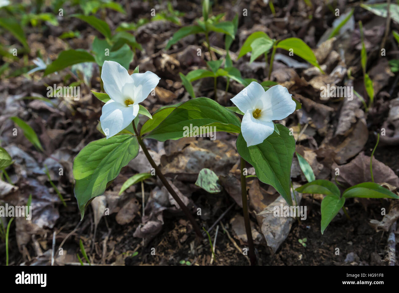 White Trillium, Trillium grandiflorum, aka a fiore grande bianco Trillium e Great White Trillium e White Wake-robin, che fiorisce in primavera prima della Foto Stock