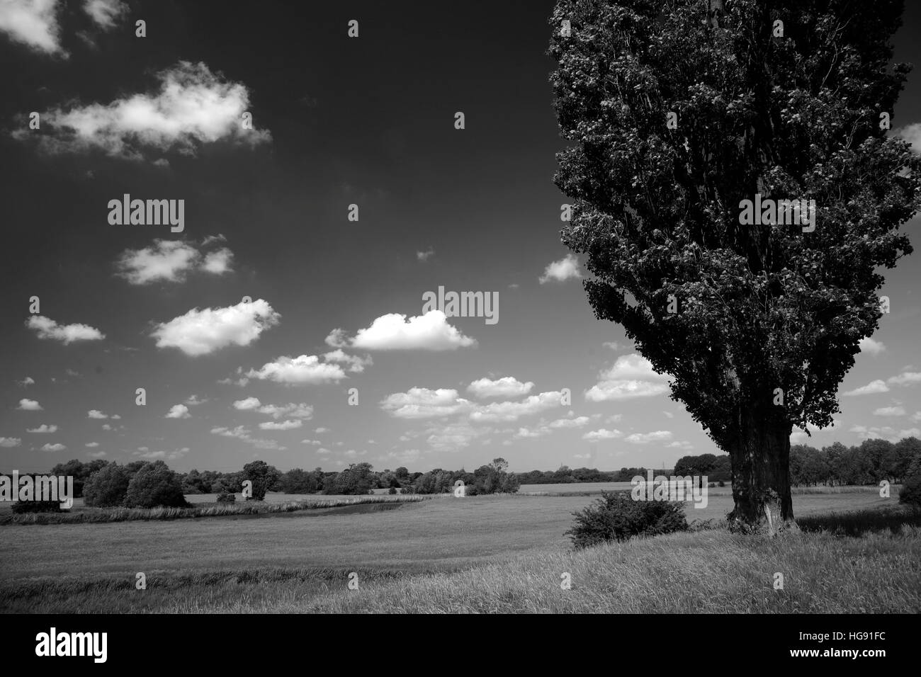 Ranuncolo dei campi, fiume Nene Valley, vicino al villaggio di ricino, Cambridgeshire, England, Regno Unito Foto Stock