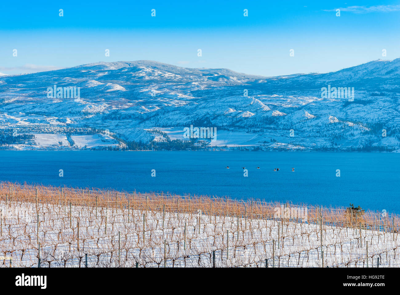 La missione della famiglia Hill cantina immobiliare, vigneto, West Kelowna, Okanagan Valley, British Columbia, Canada Foto Stock