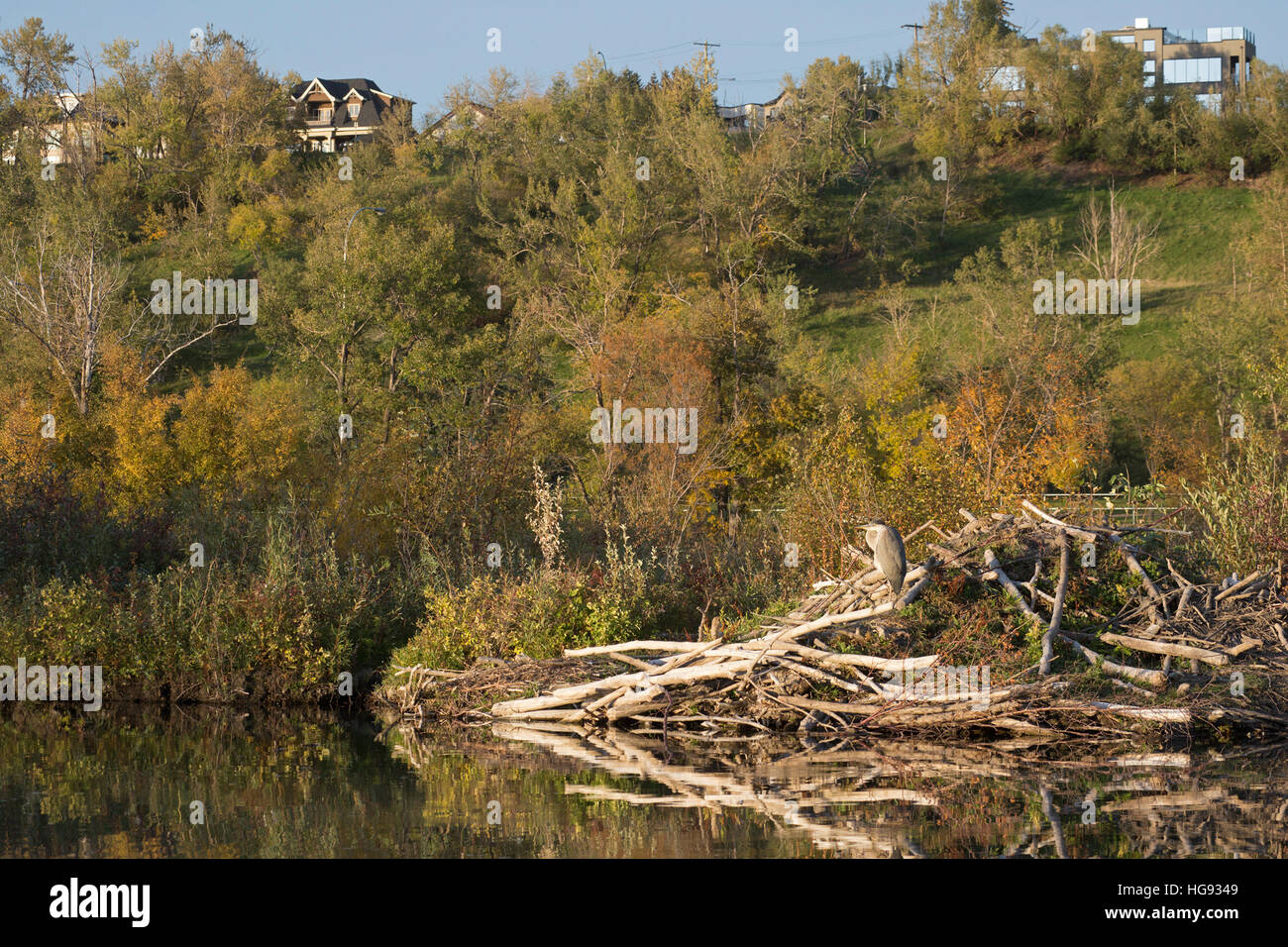 Airone blu (Ardea erodiade) arroccato su beaver lodge in città stagno Foto Stock