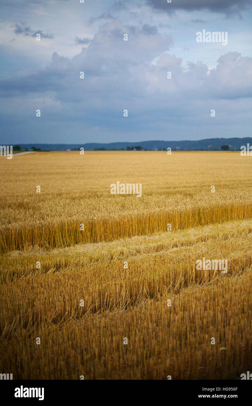 La Midwest Usa campo di grano farm Foto Stock