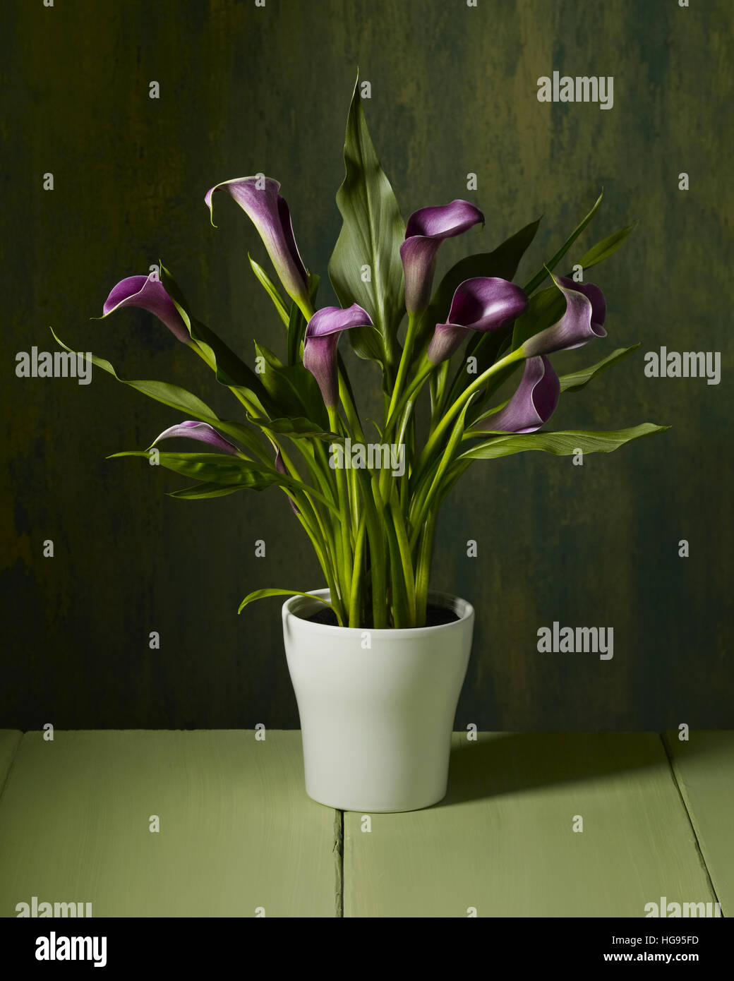 Studio ancora vita in vaso calla lilies su sfondo verde Foto Stock