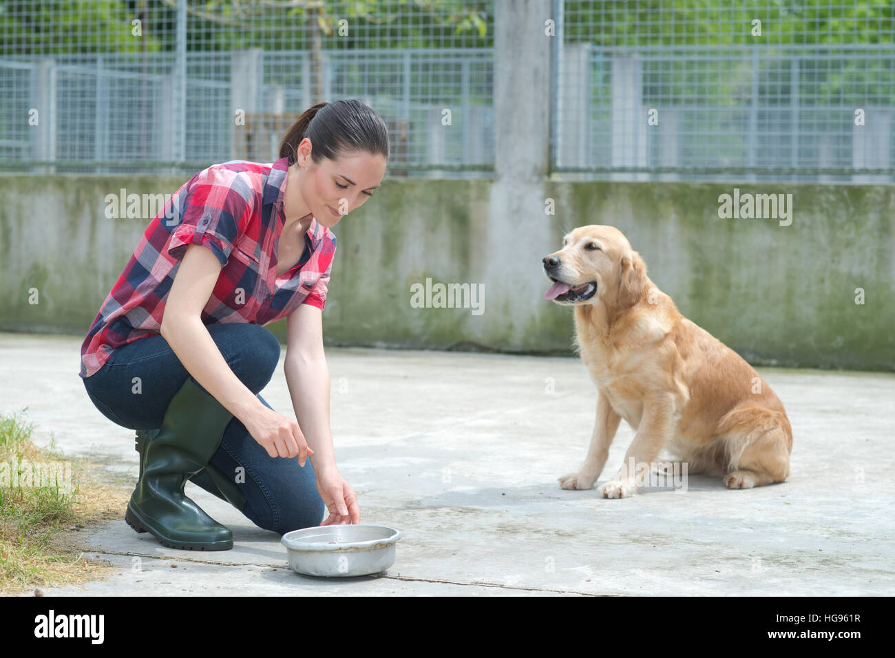 Animal Shelter volontario alimentazione dei cani Foto Stock