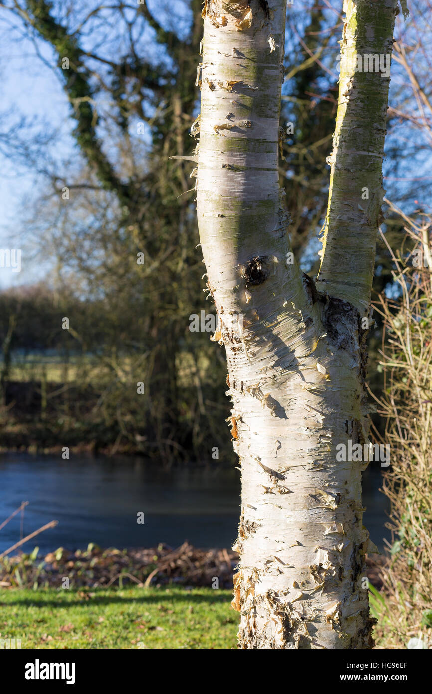 La Betulla tronco di albero sulla soleggiata giornata invernale con laghetto congelato in background Foto Stock