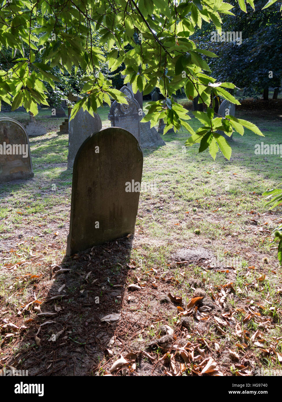 Il retro di un singolo round top pietra tombale sotto un albero retroilluminati da sole che splende attraverso le foglie e la colata lunga ombra Foto Stock