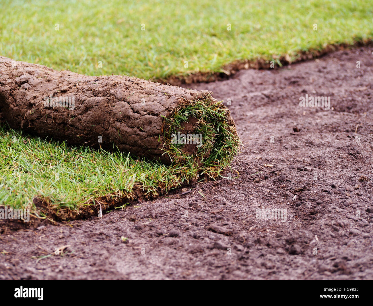Tappeto di turf - rotolo di sod - turf rotolo di erba Foto Stock