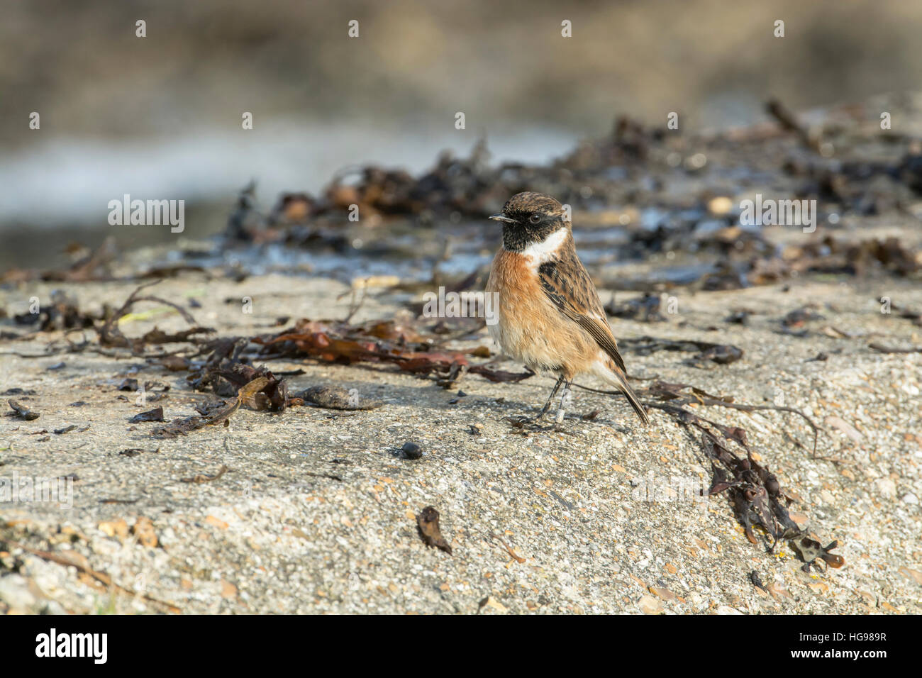 Maschio (stonechat Saxicola torquata) rovistando tra le alghe lavato fino sulla cima di una parete del mare. Foto Stock