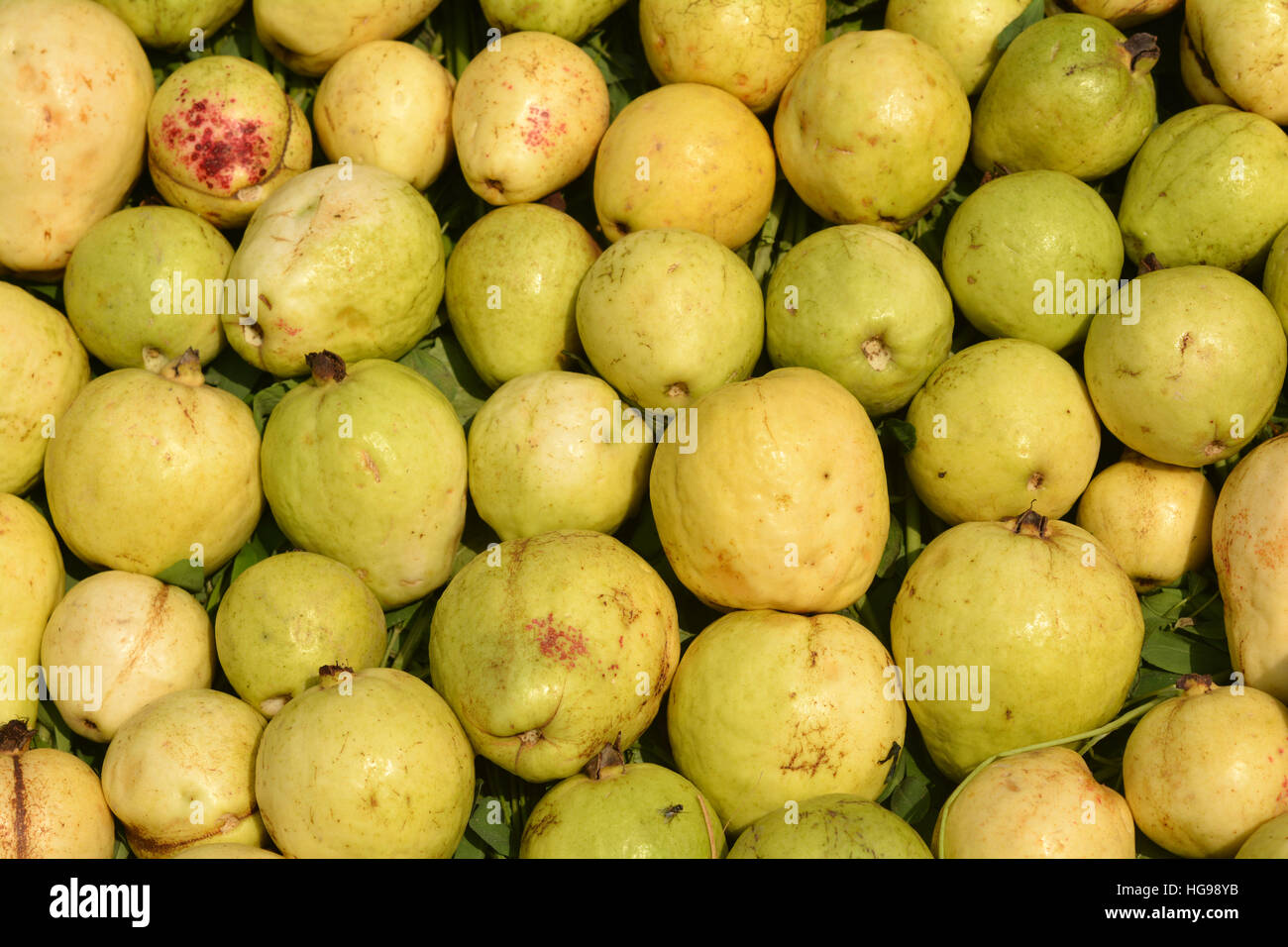 Giallo frutto guava collage rendendo uno sfondo. Foto Stock