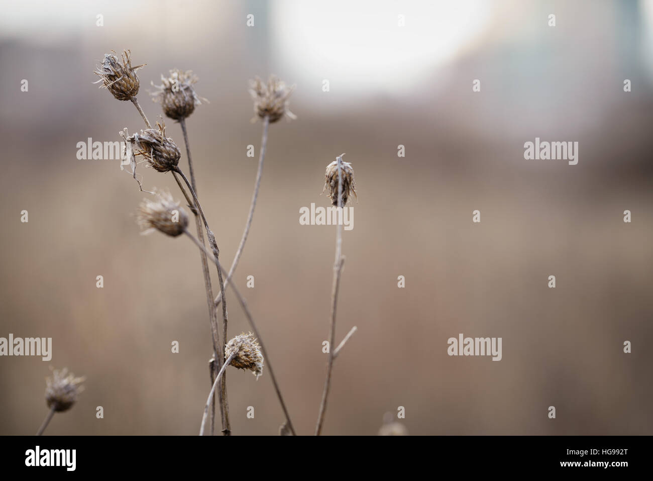 Asciugare bur erba sul campo rurale in primavera Foto Stock