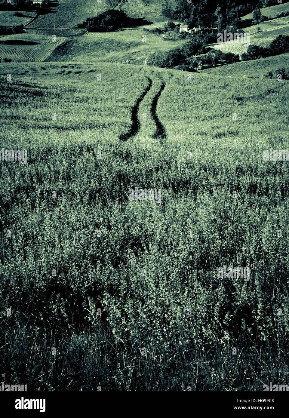 Le tracce nel campo di erba Foto Stock