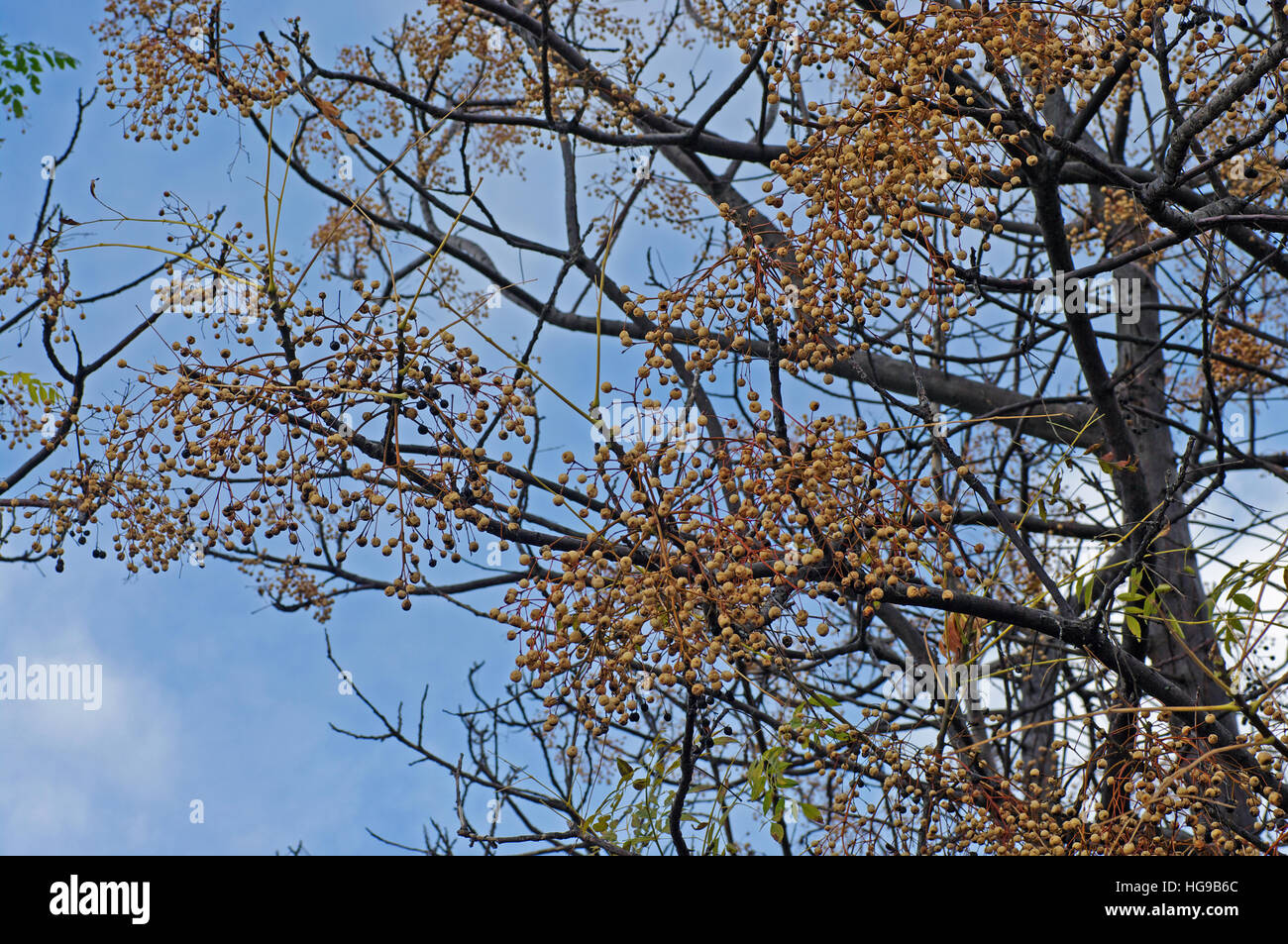 Di drupe di Melia azederach (Chinaberry tree o tallone-tree) durante il periodo invernale Foto Stock