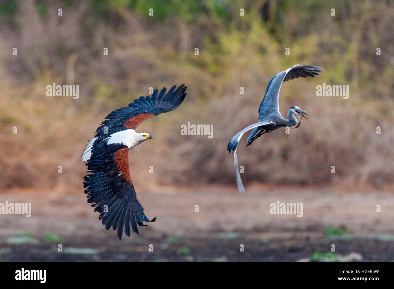 Aquila di pesce a caccia di airone cenerino per pesci di volo Fly Foto Stock